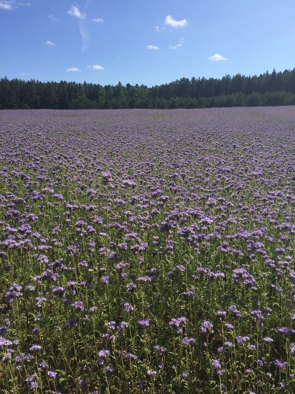 meadow flowers plants free photo