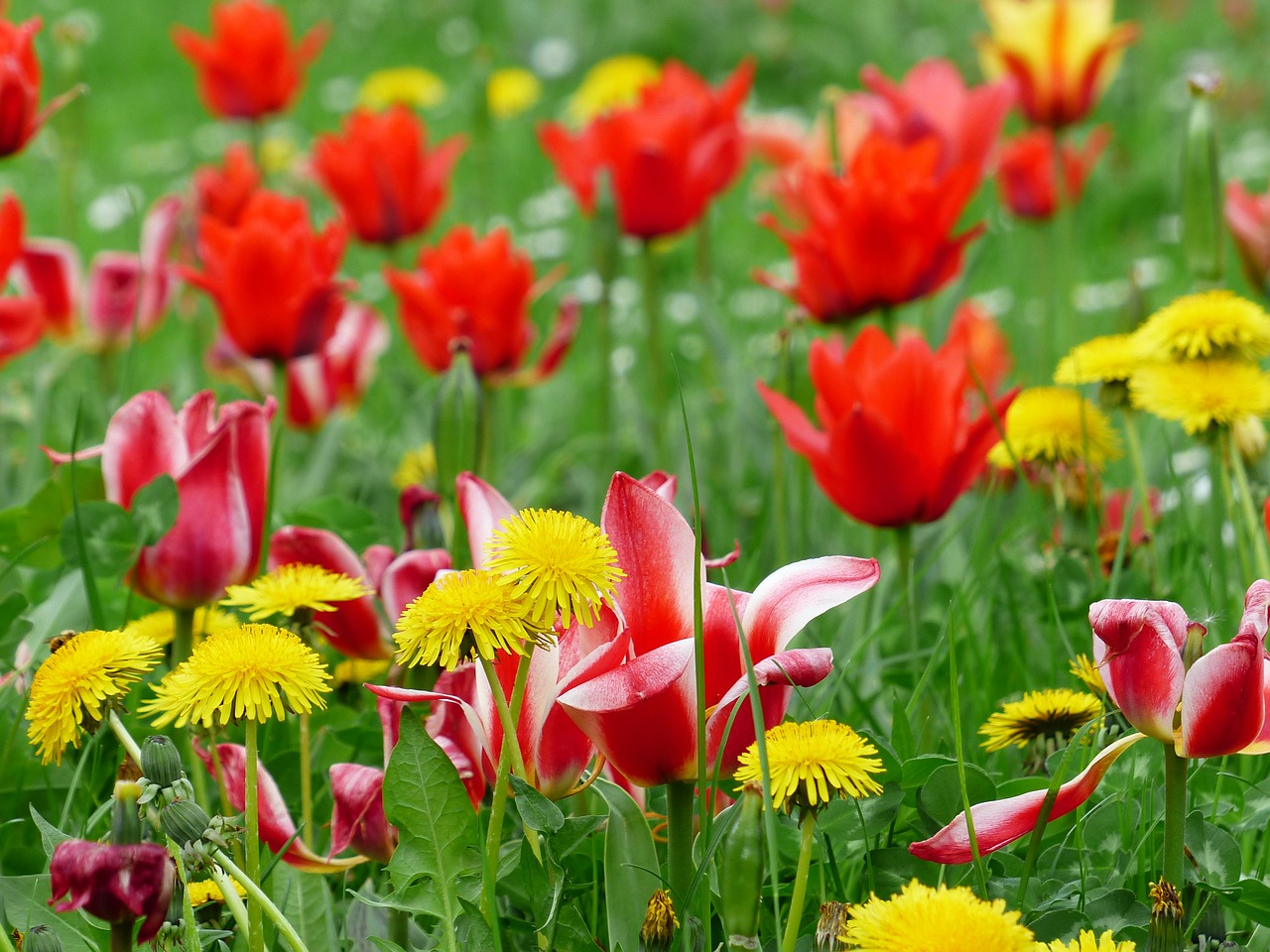 meadow dandelion wildflowers free photo