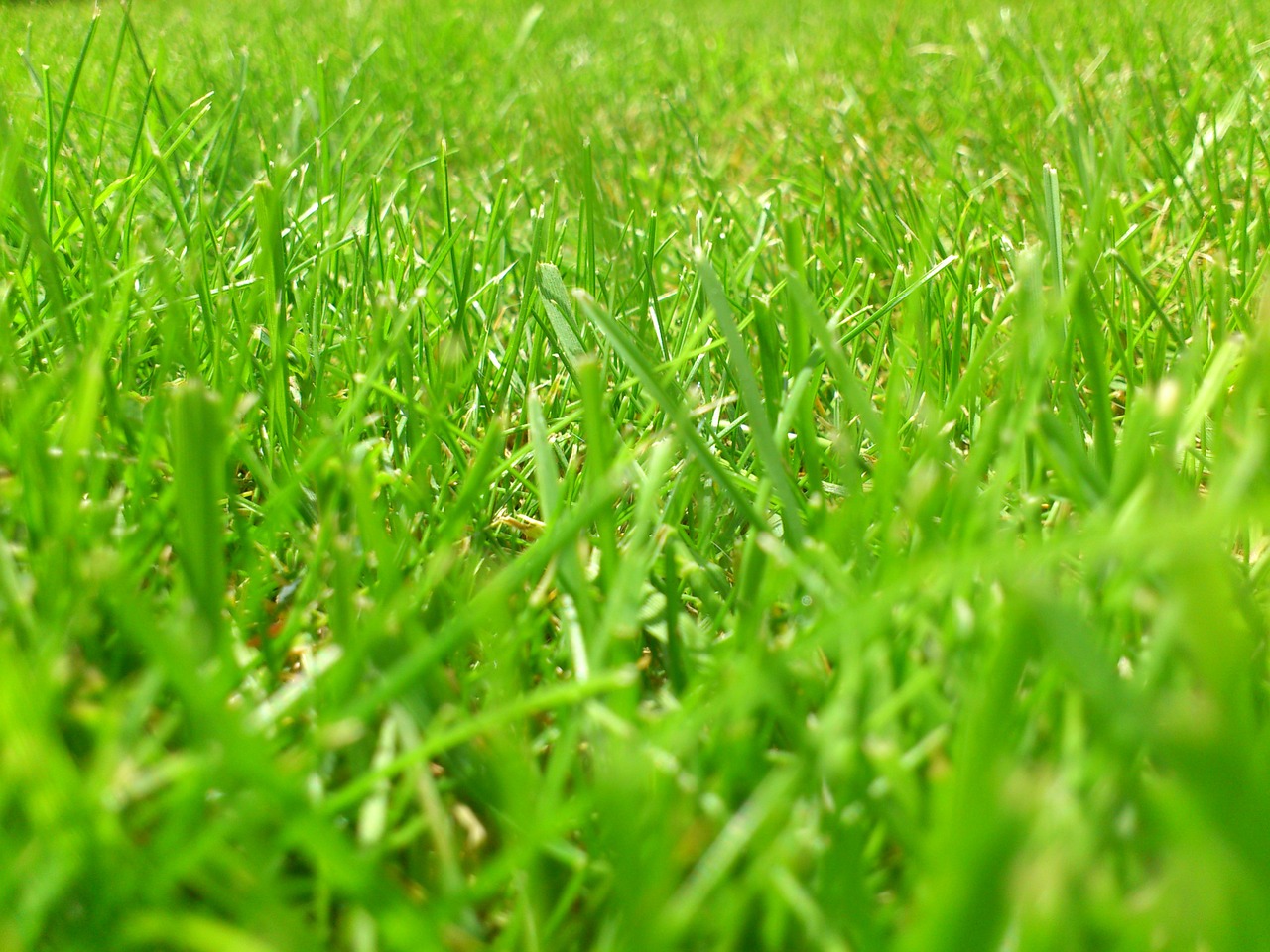 meadow rush grass free photo