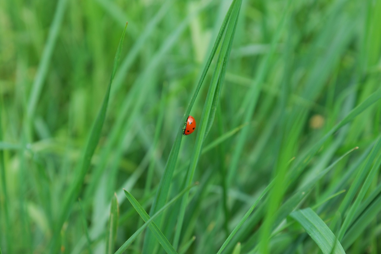 meadow grass nature free photo