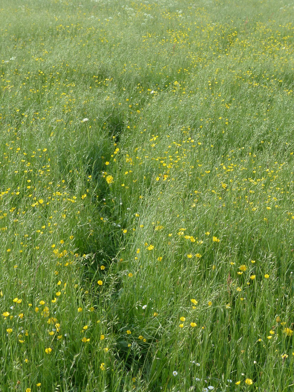 meadow flower meadow spring free photo