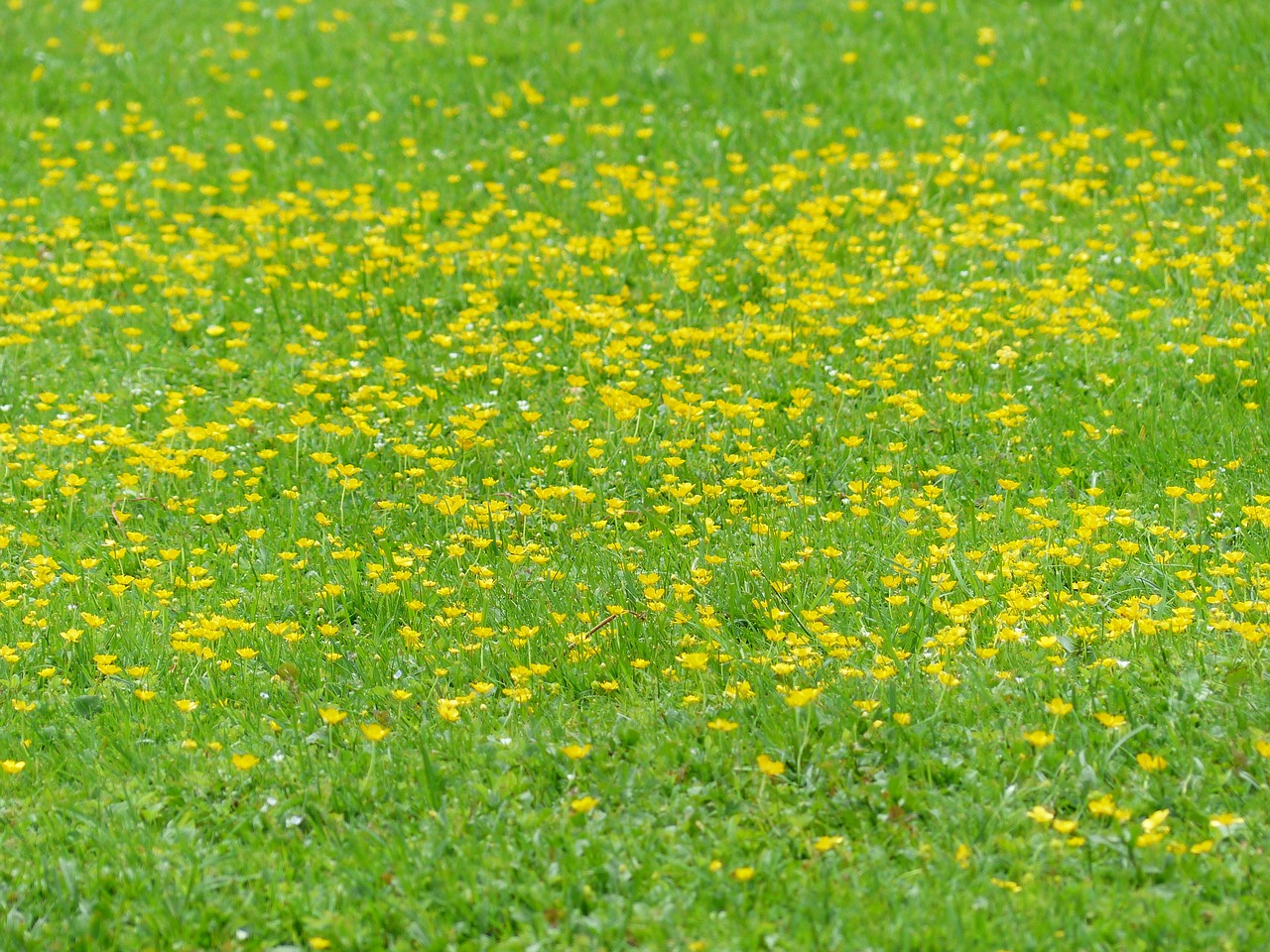 meadow flowers lard flowers free photo
