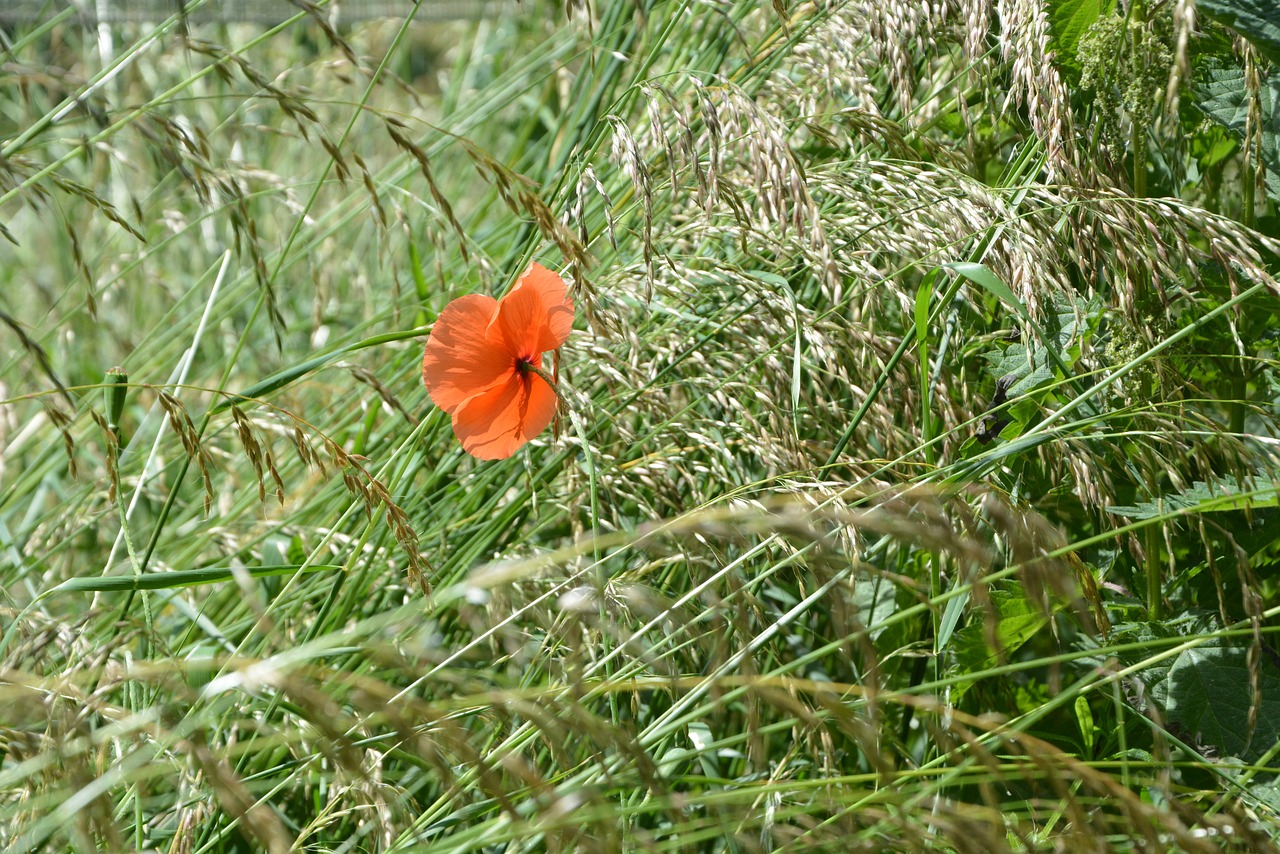 meadow summer grass free photo