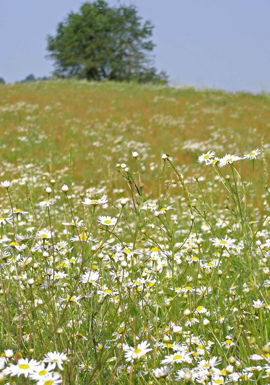 meadow camomile spring free photo