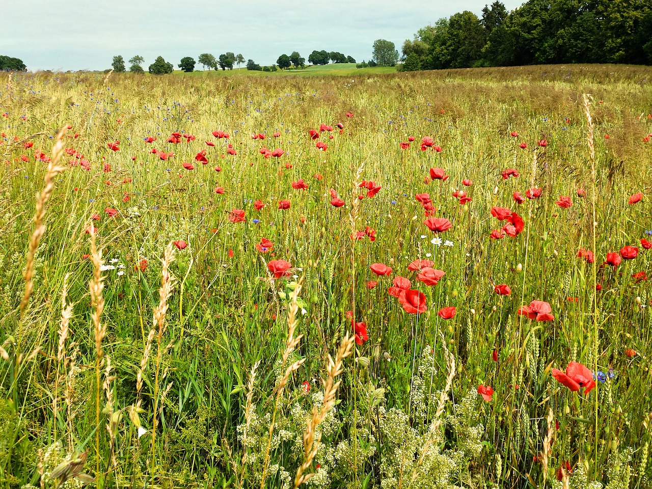 meadow corn summer free photo