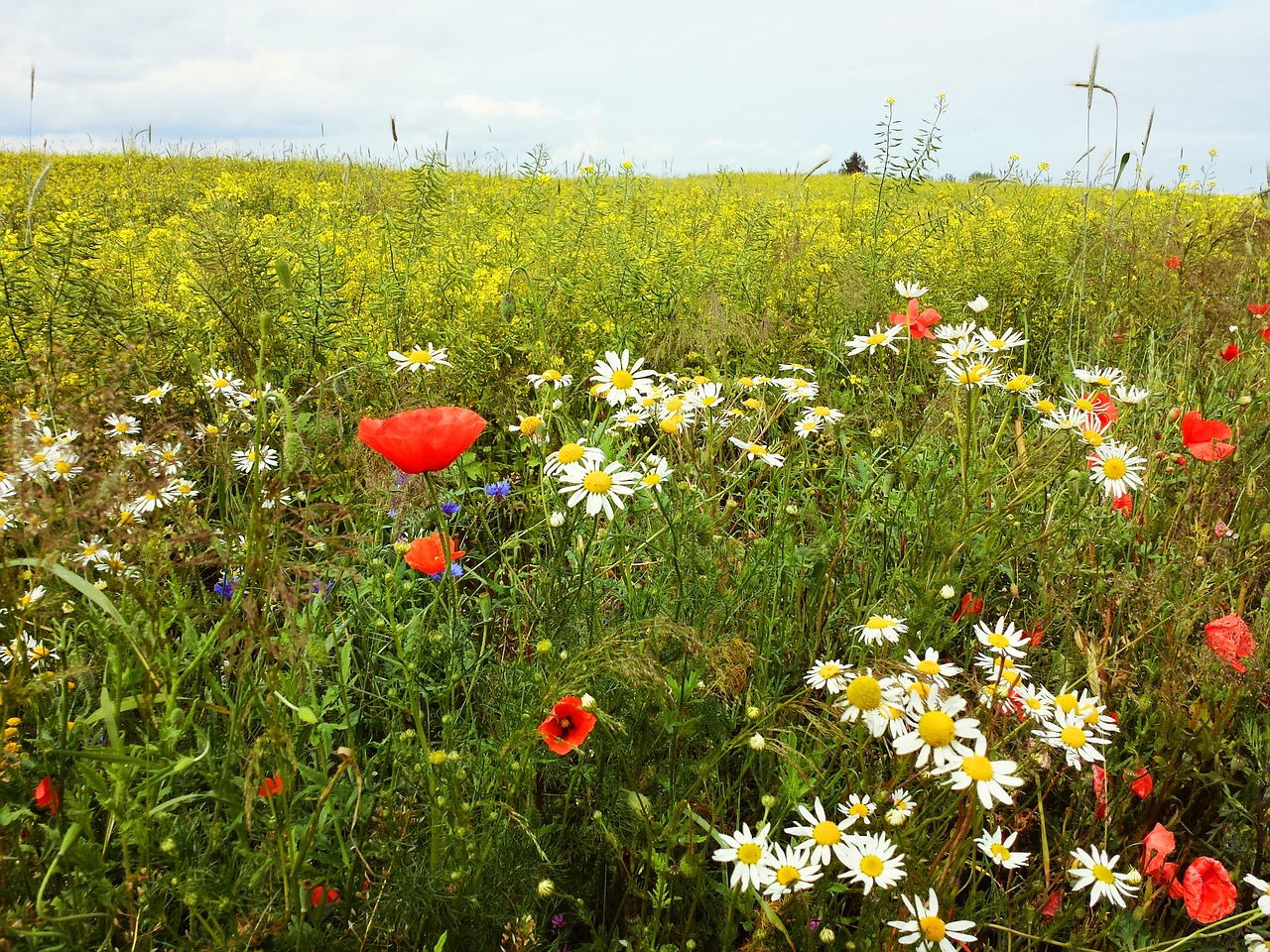 meadow flowers field free photo