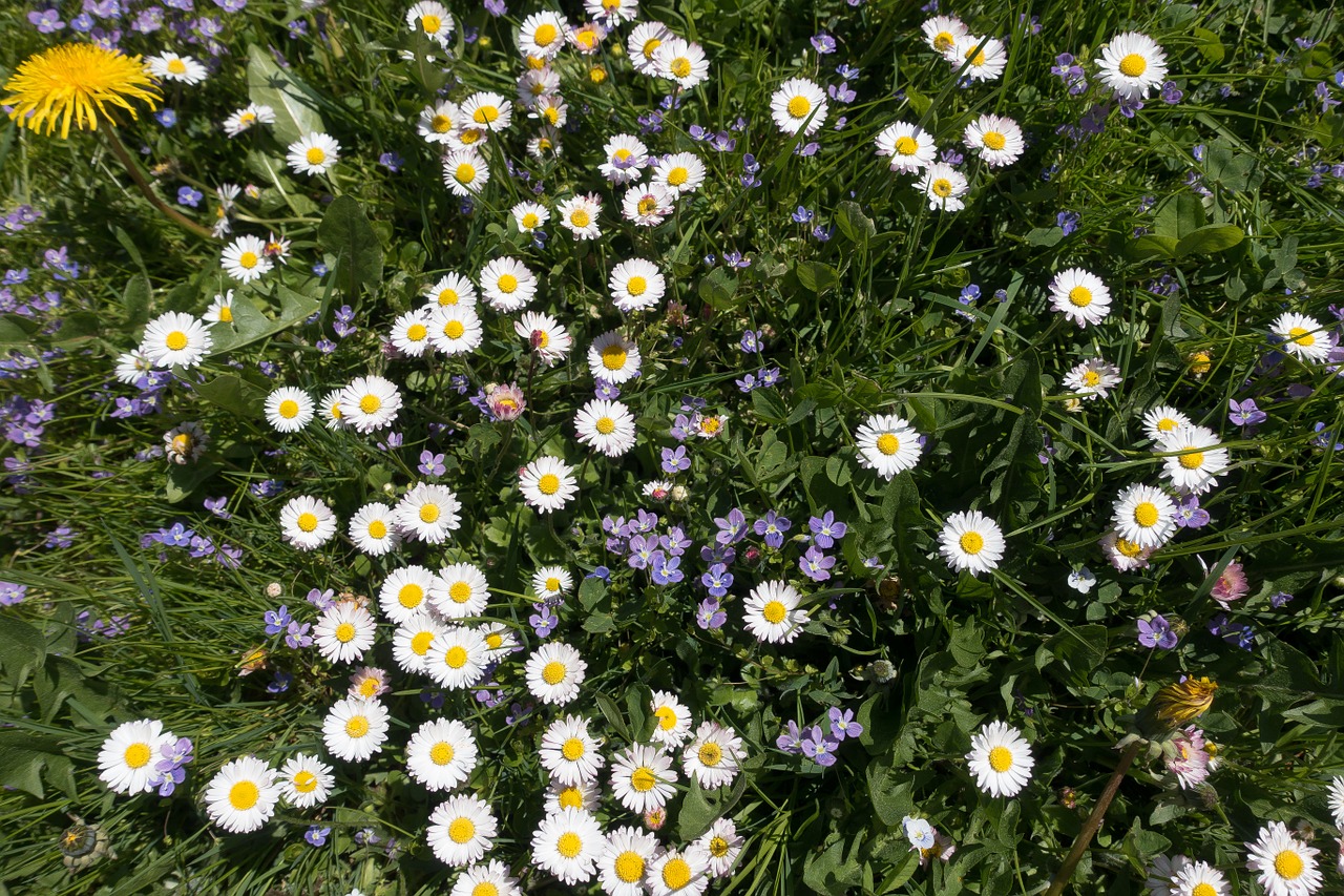 meadow spring flower free photo