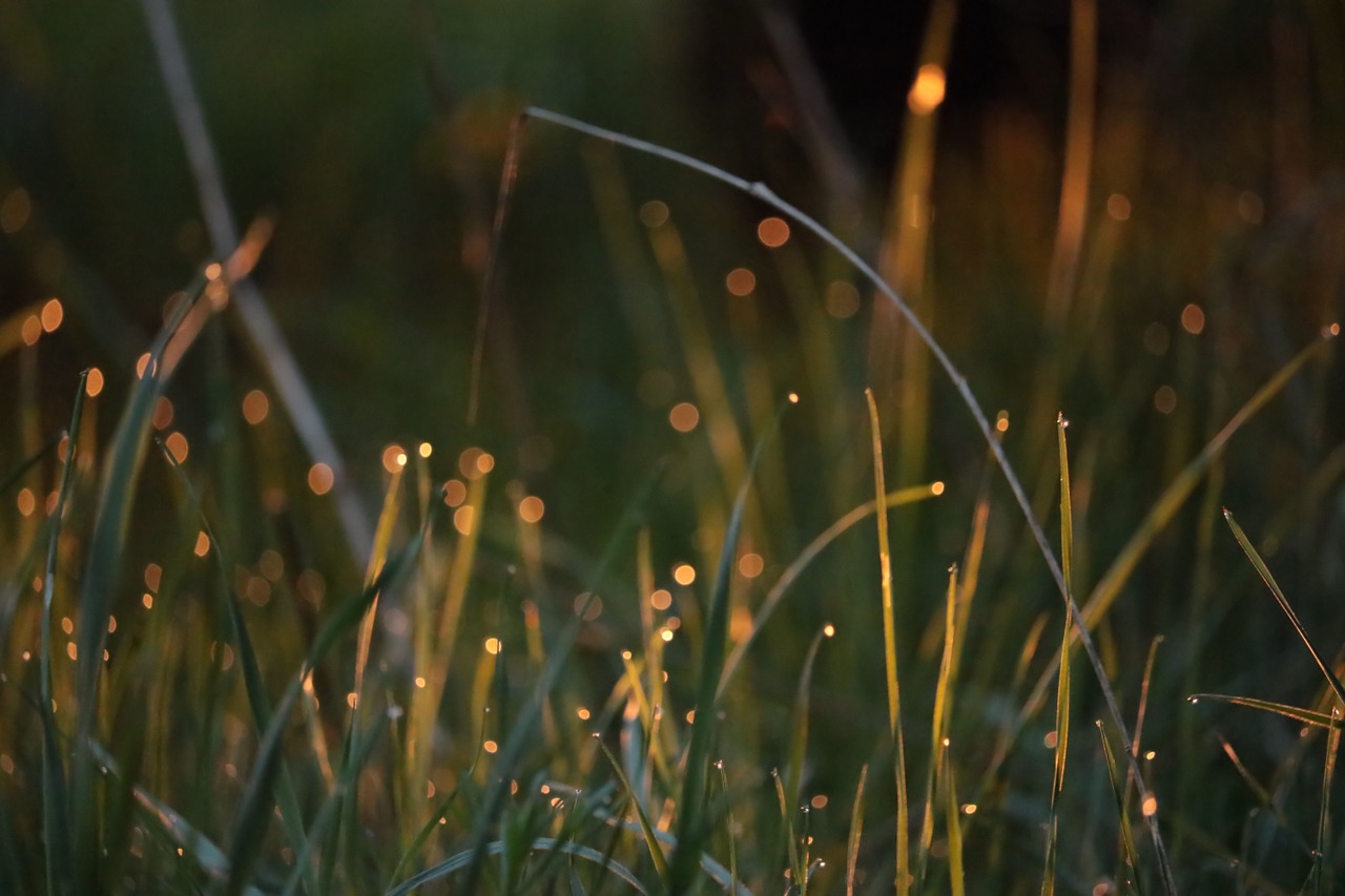 meadow sunlight dew free photo