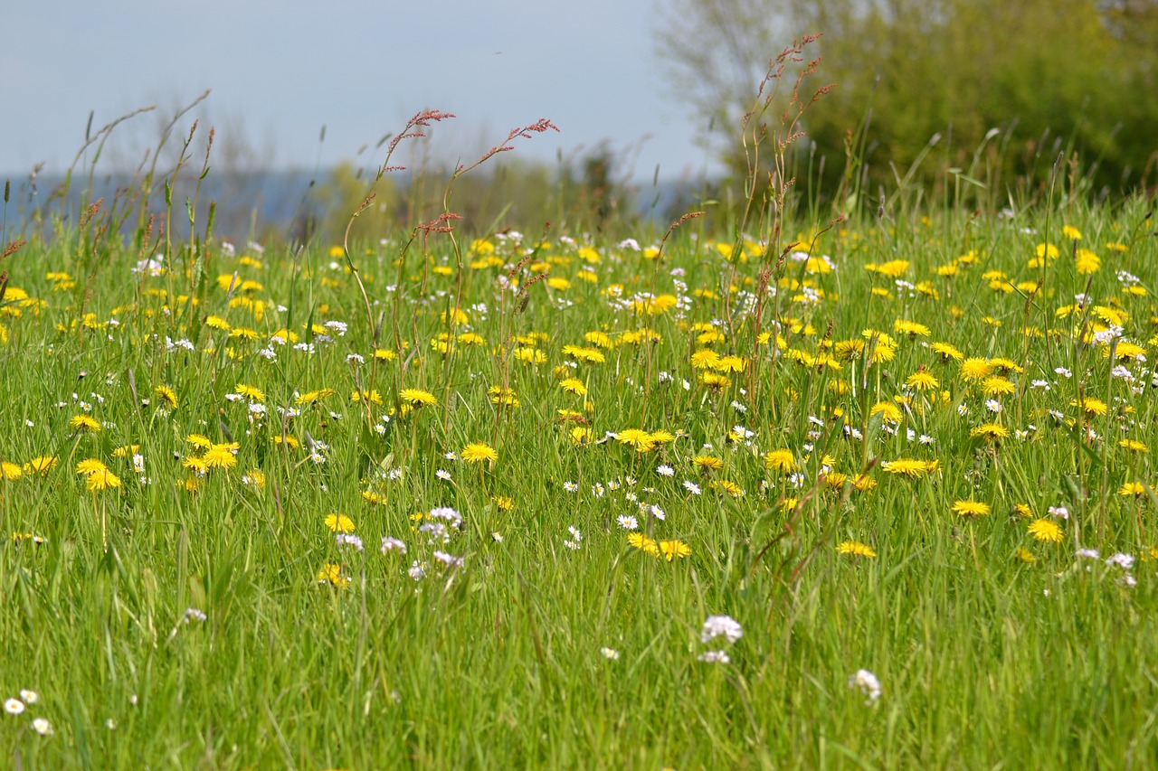 meadow spring spring meadow free photo