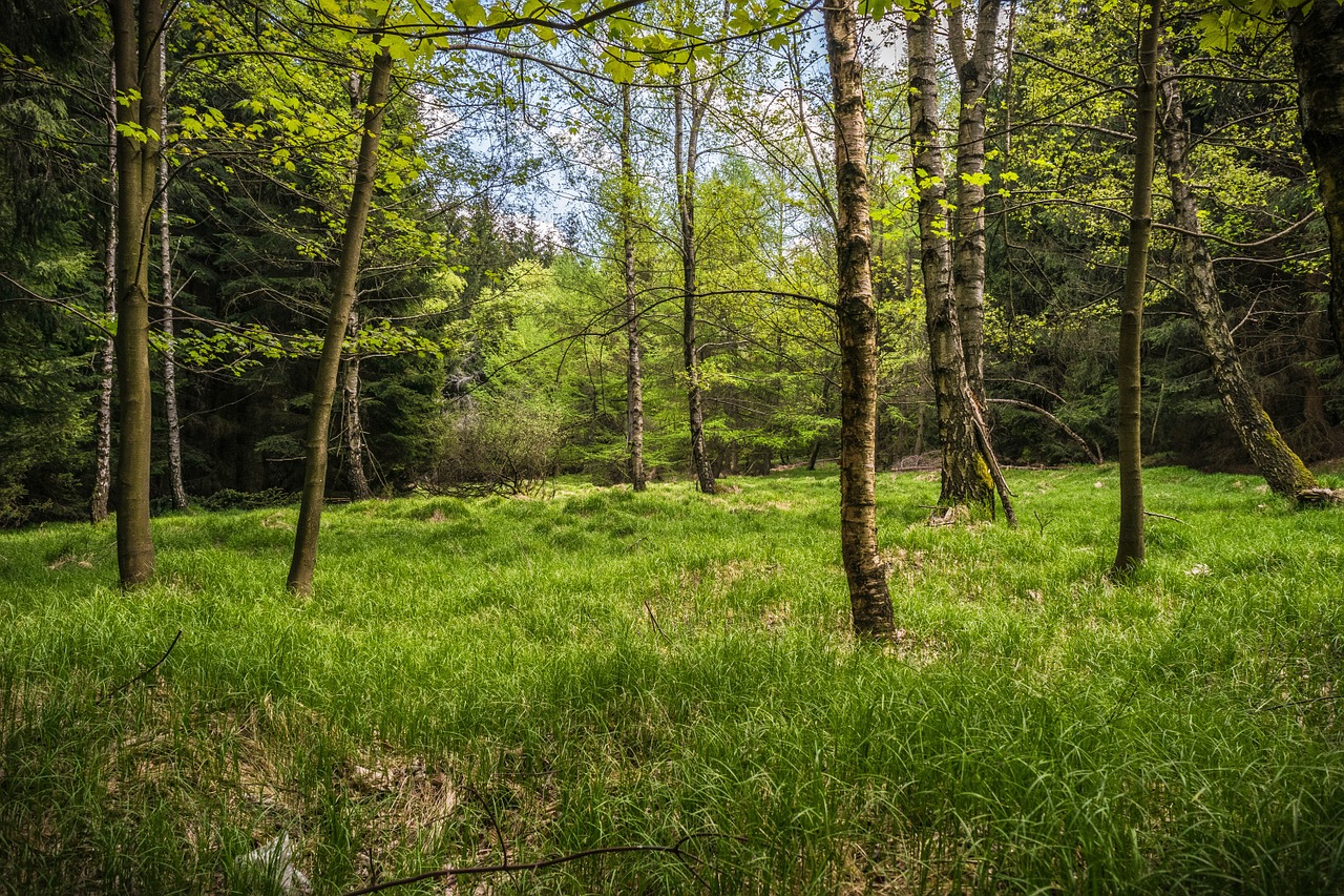 meadow glade forest free photo