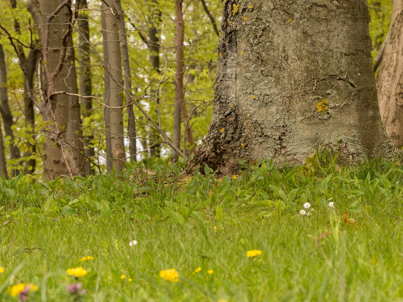 meadow forest tree free photo