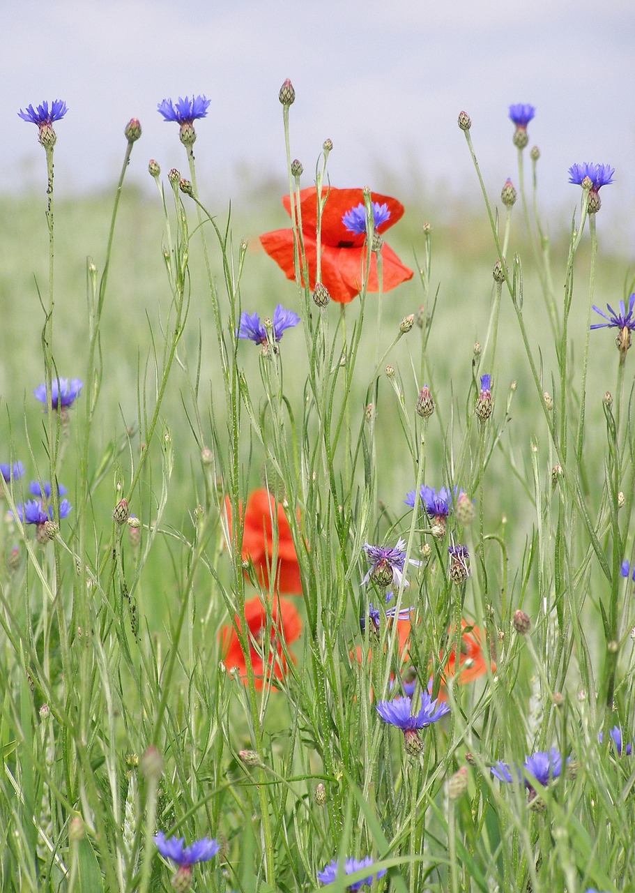 meadow poppies cornflowers free photo