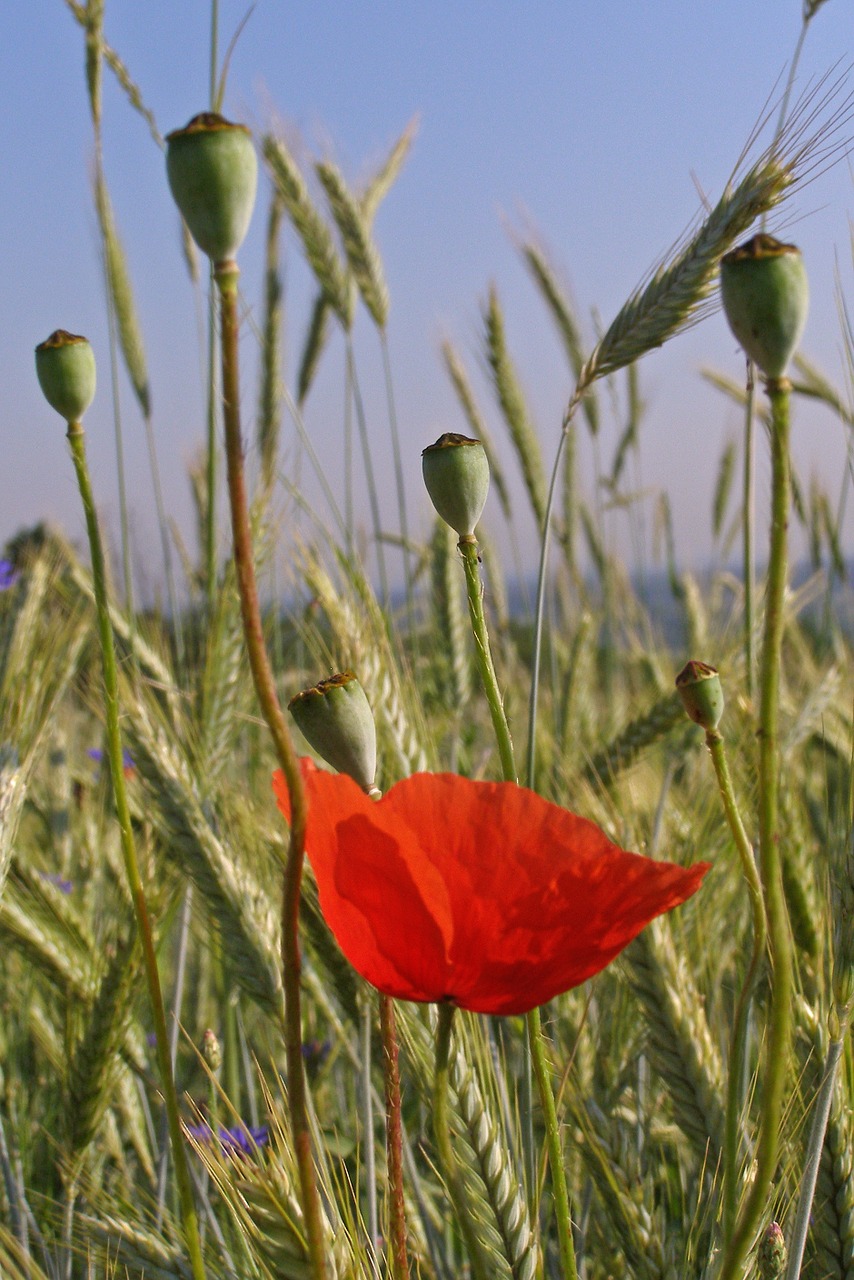 meadow poppies flowers free photo