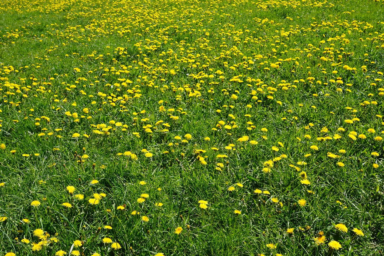 meadow yellow green free photo
