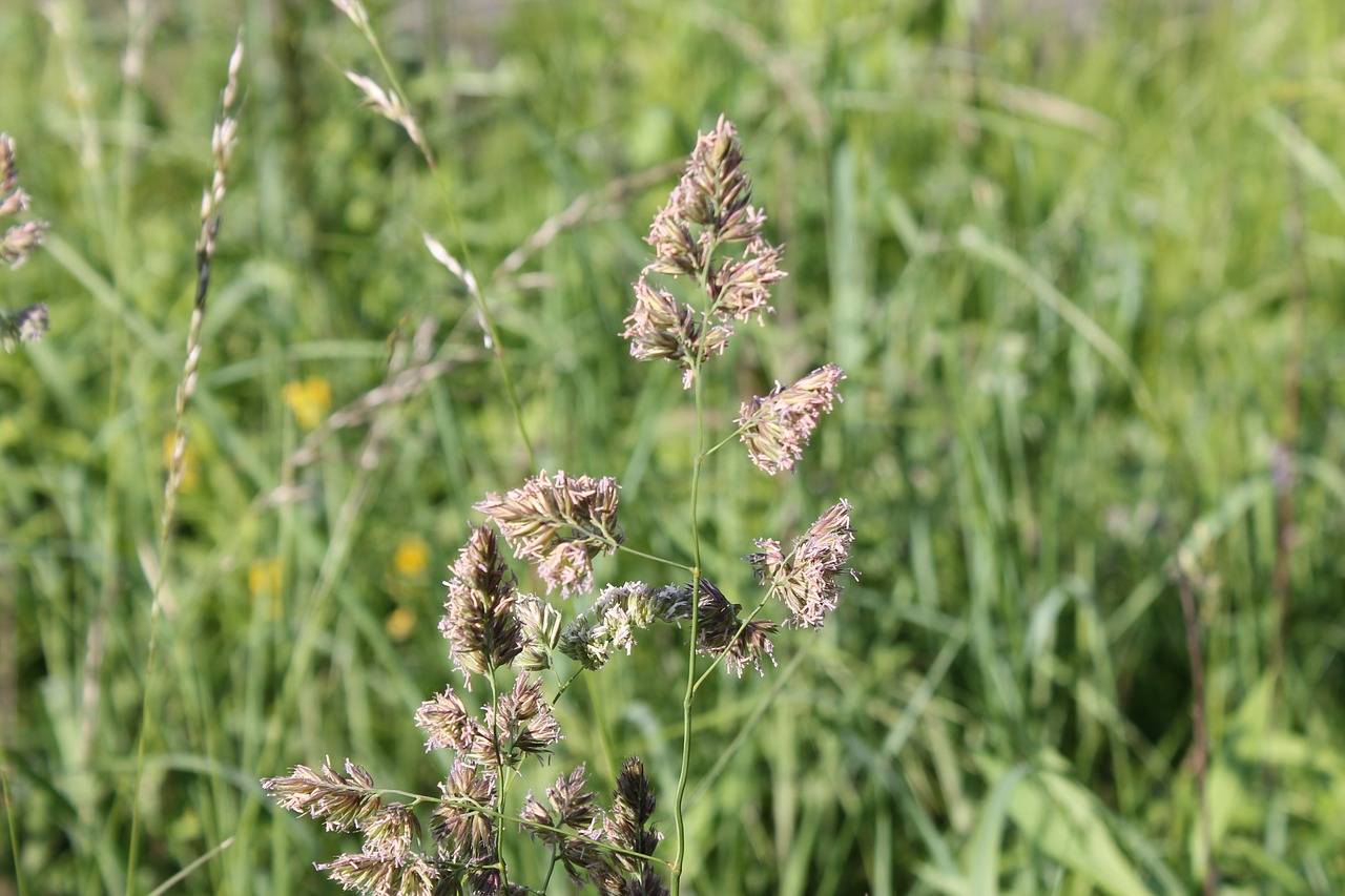 meadow grass plant free photo