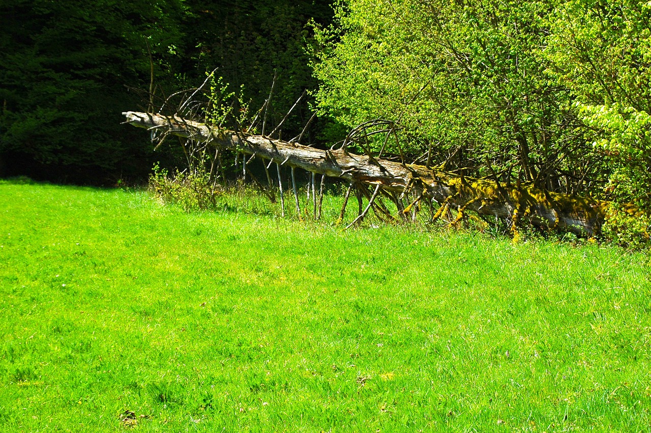 meadow dead tree nature free photo