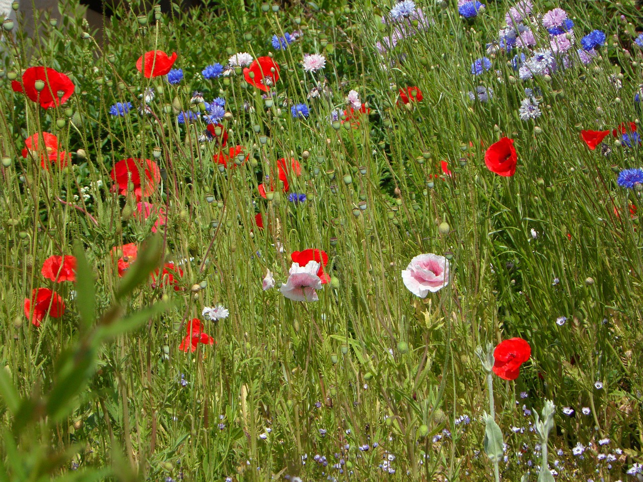 meadow butterfly meadow summer meadow free photo