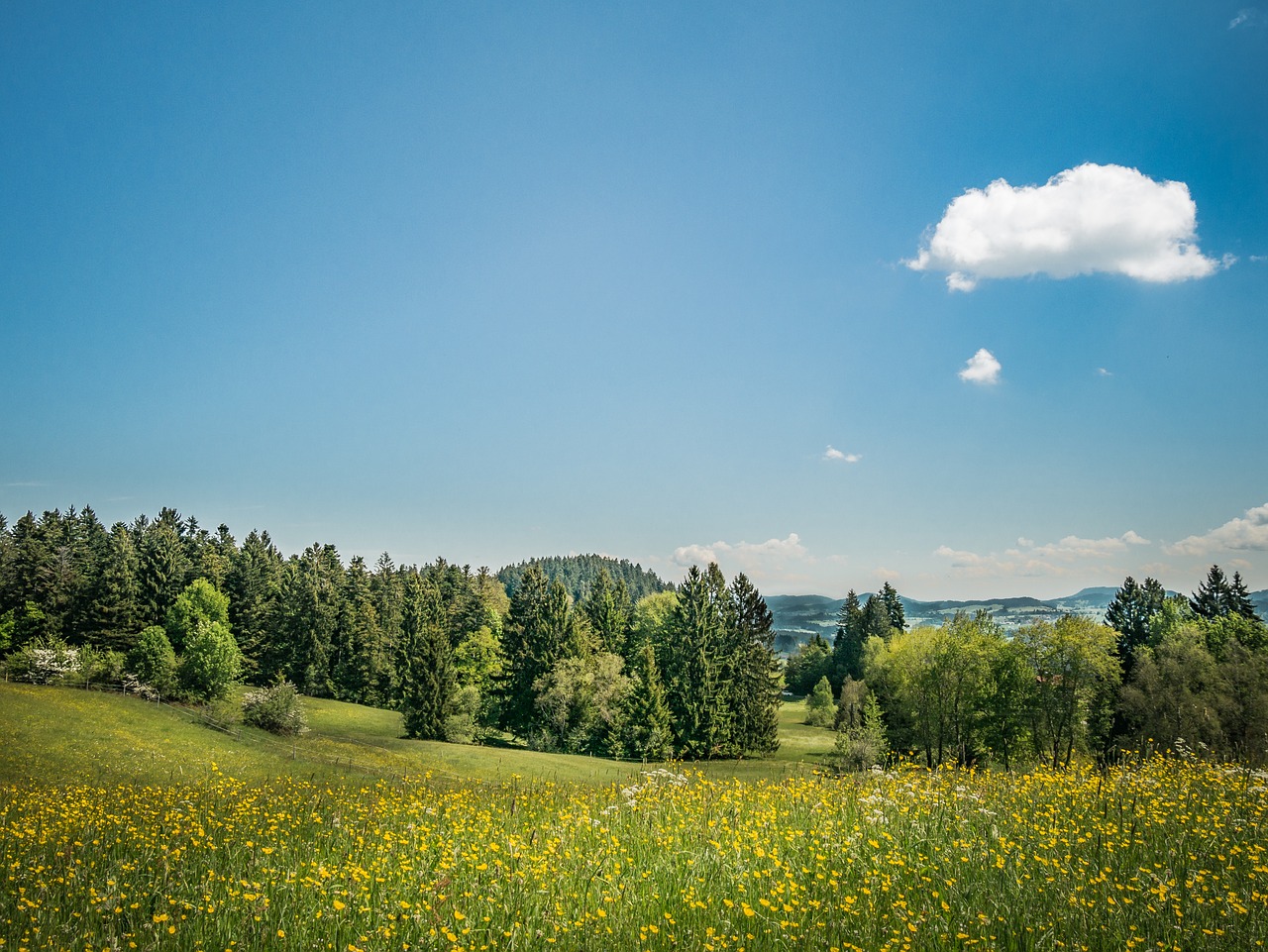 meadow nature landscape free photo