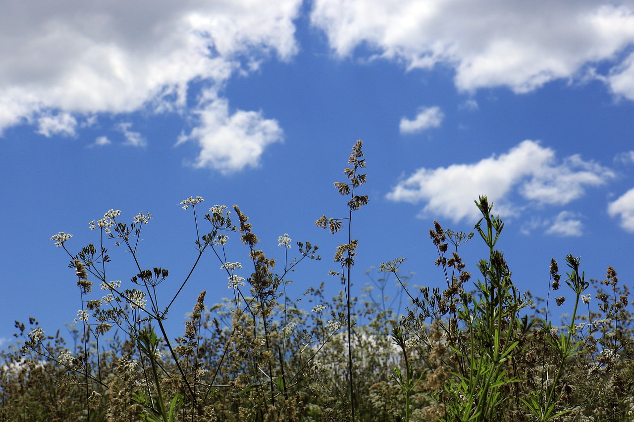 meadow grass sky free photo