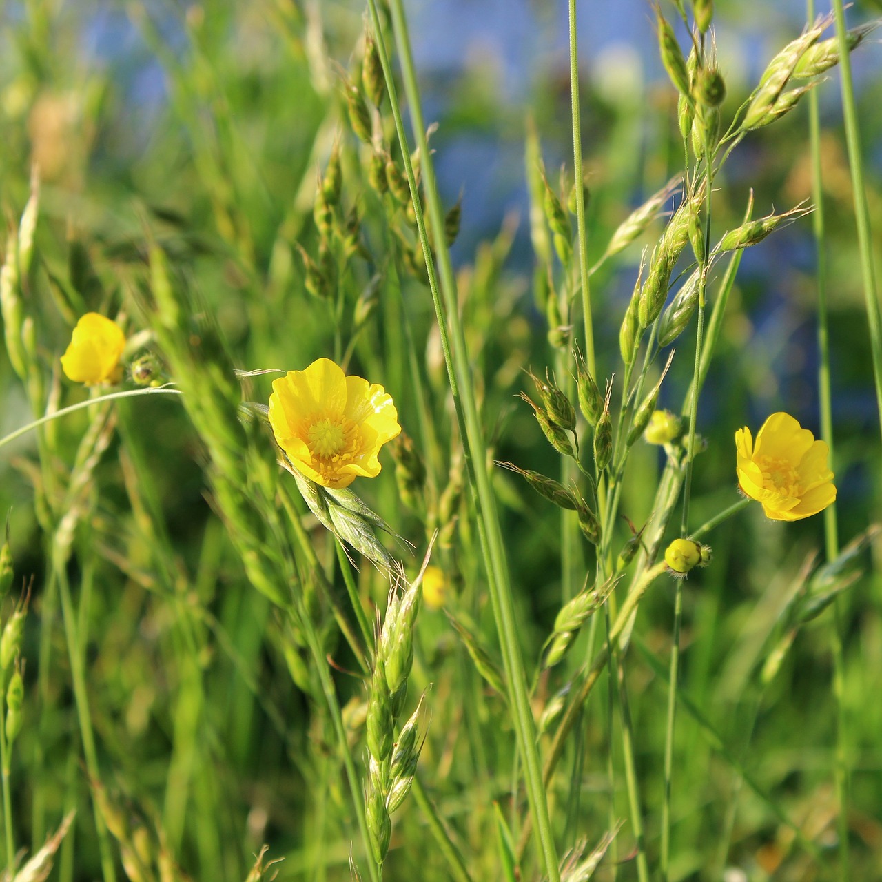 meadow grasses nature free photo