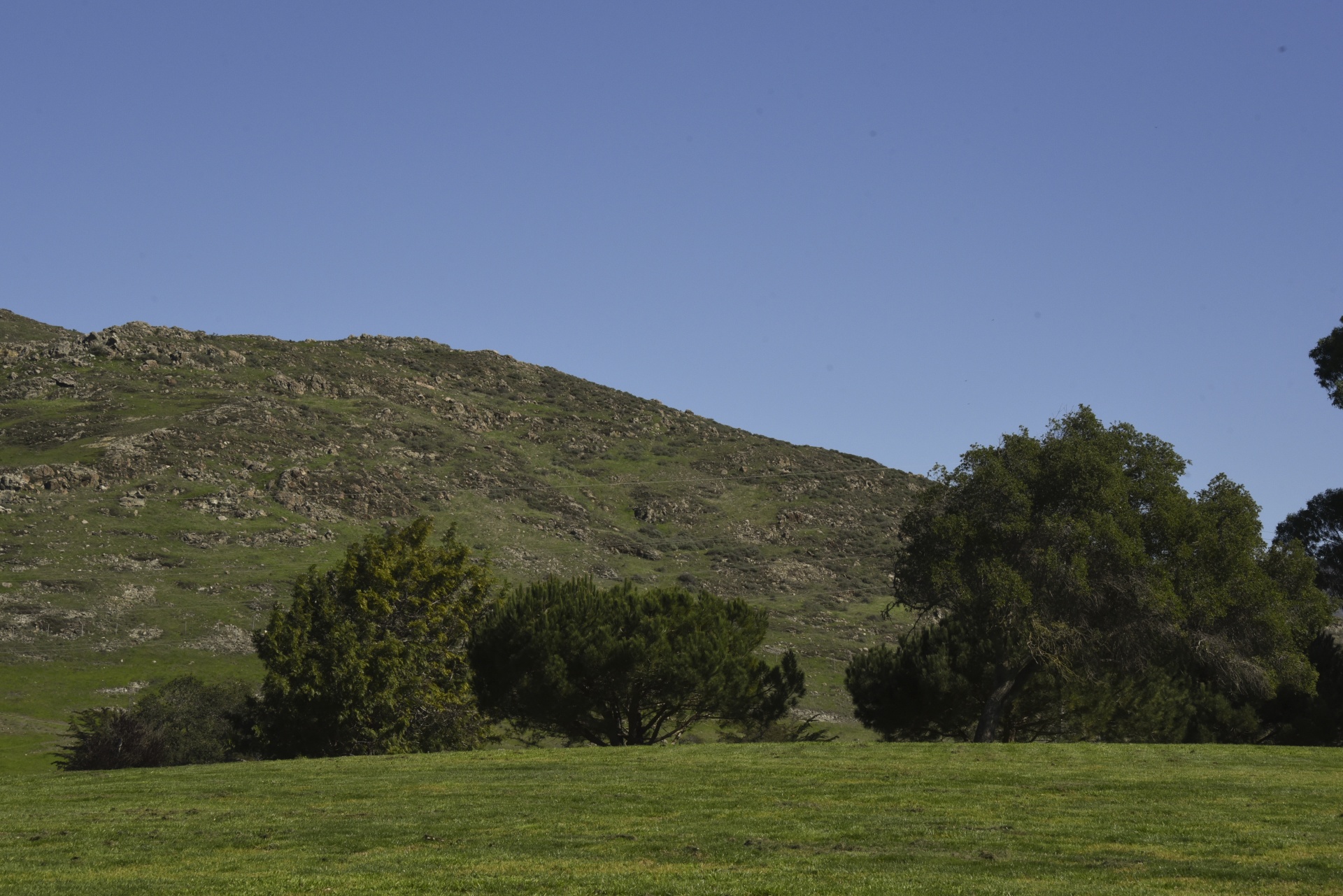 meadow landscape trees free photo