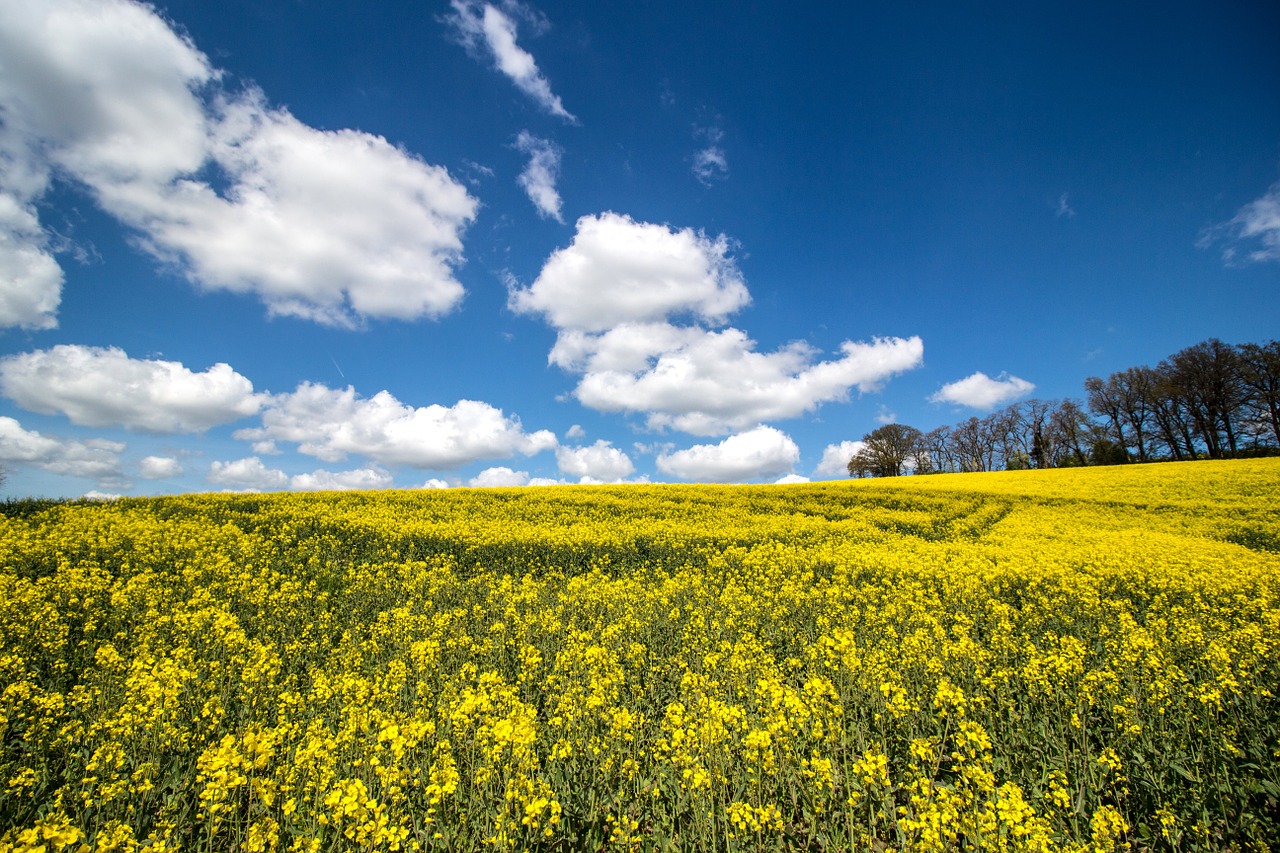 meadow field of rapeseeds yellow free photo