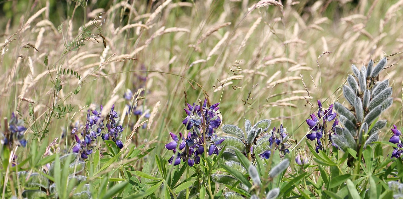 meadow wildflowers lupine free photo