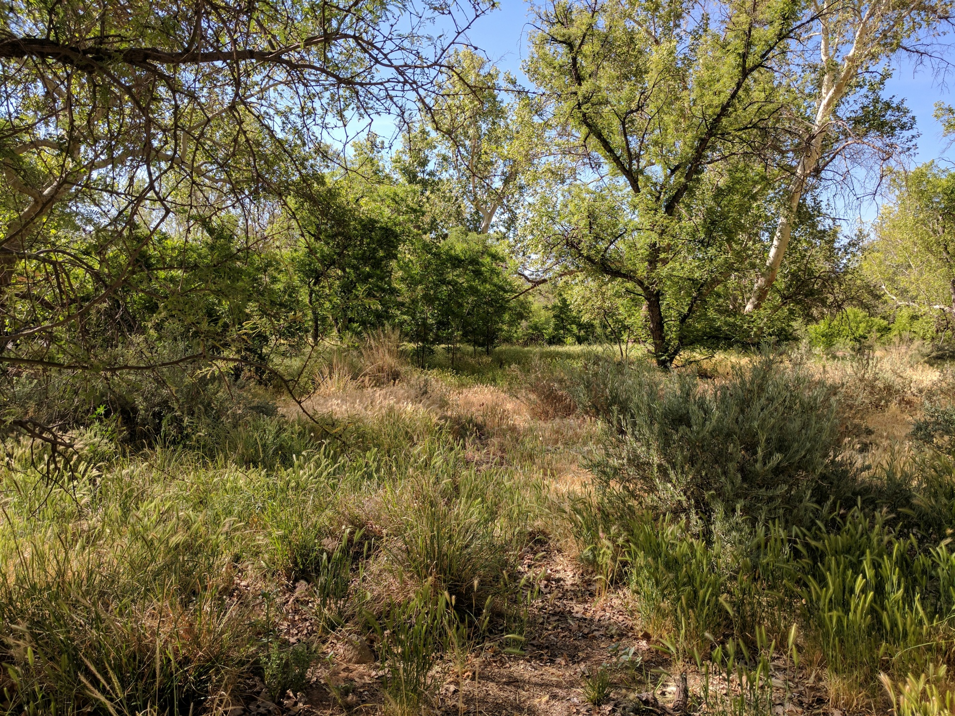 meadow landscape meadow free photo