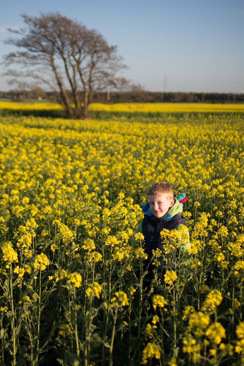 meadow field yellow flower free photo