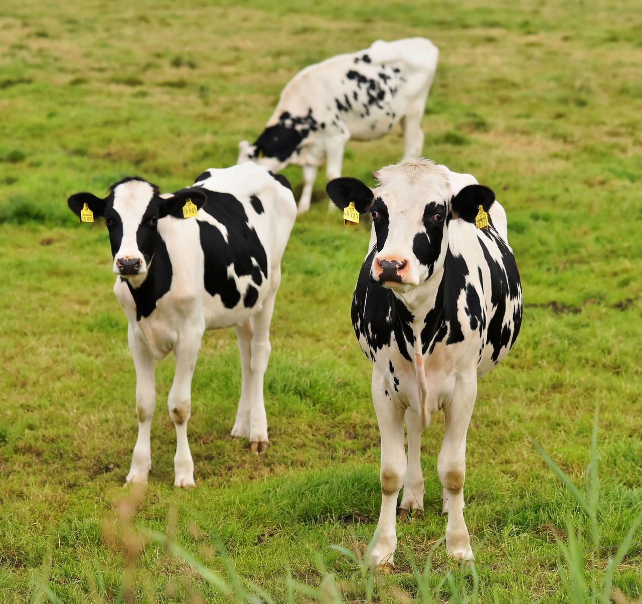 meadow cows animals free photo