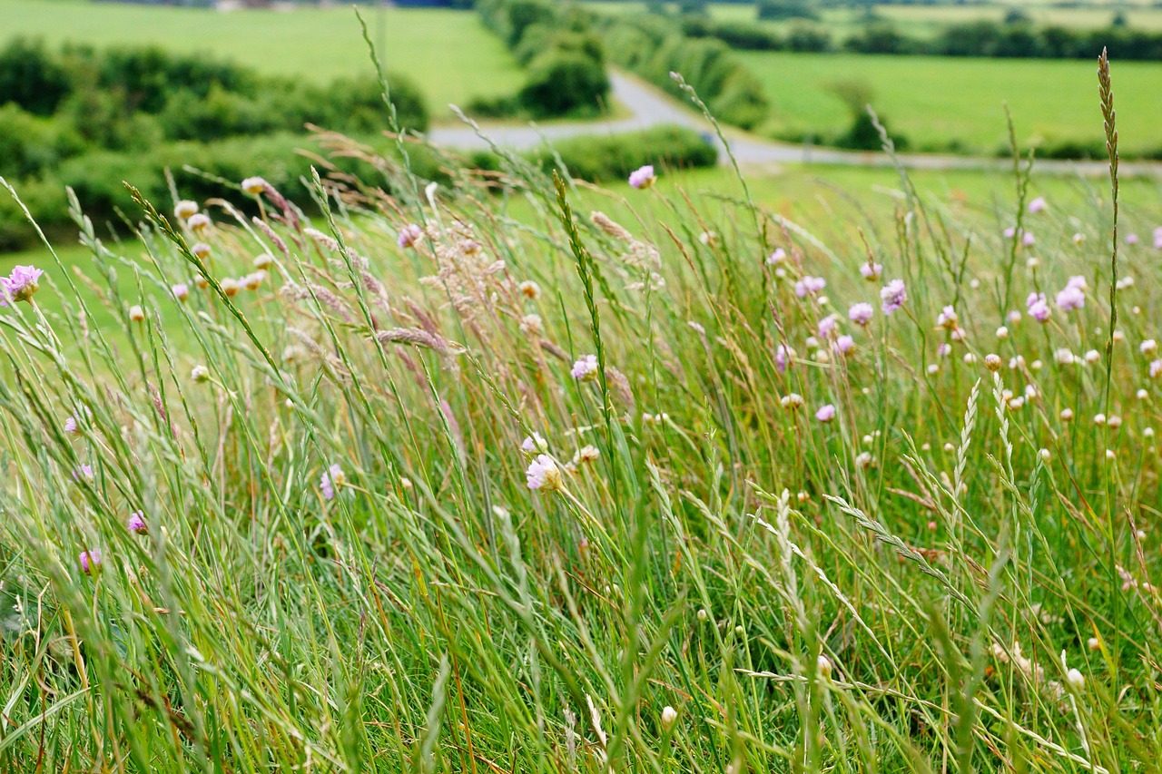 meadow green grass free photo