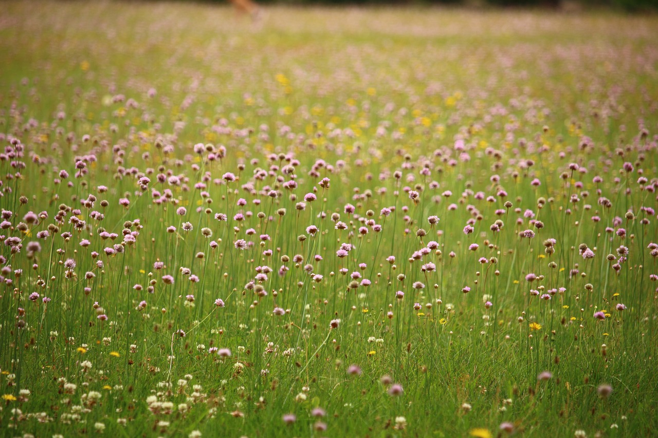 meadow flowers blossom free photo