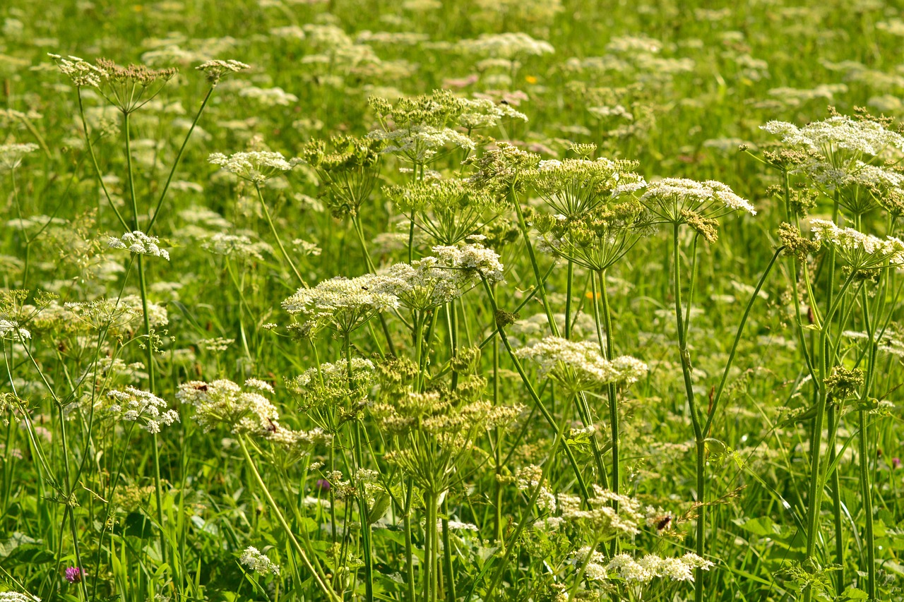 meadow summer flowers free photo