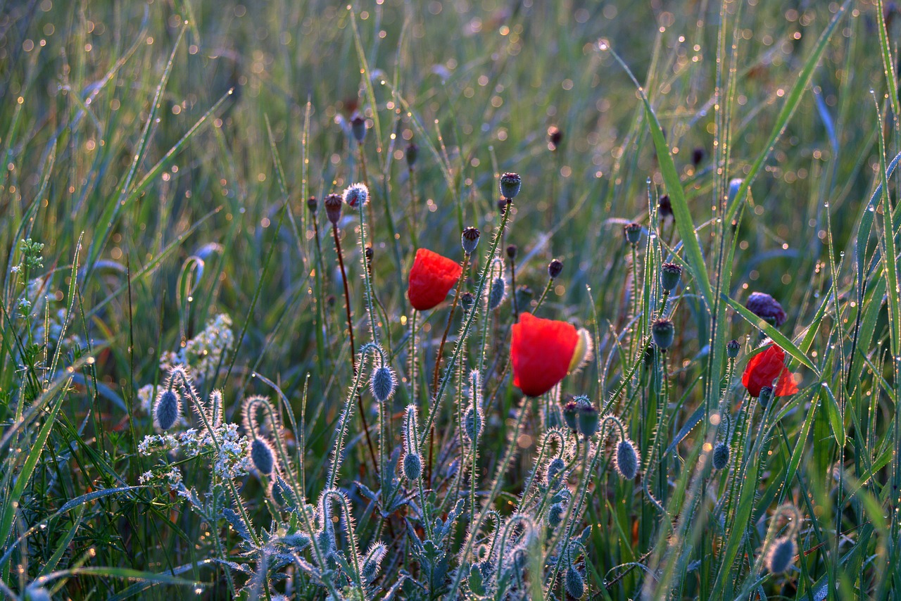 meadow poppies dawn free photo
