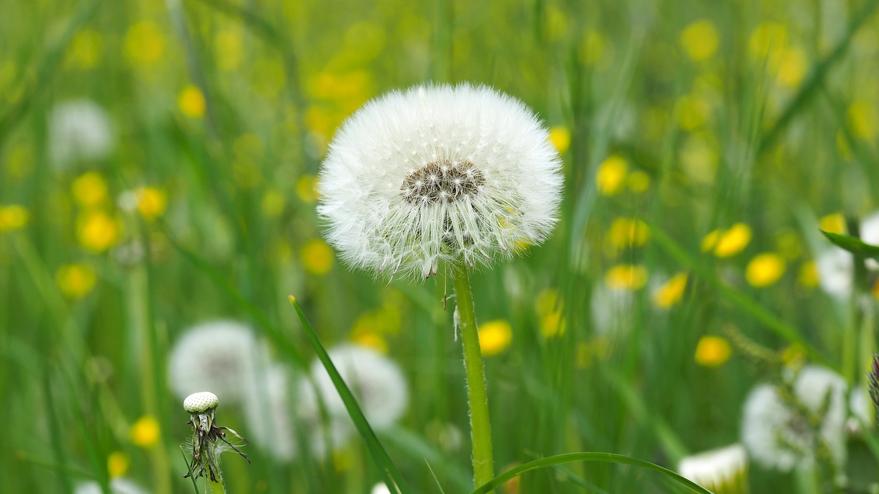 plant nature live free photo