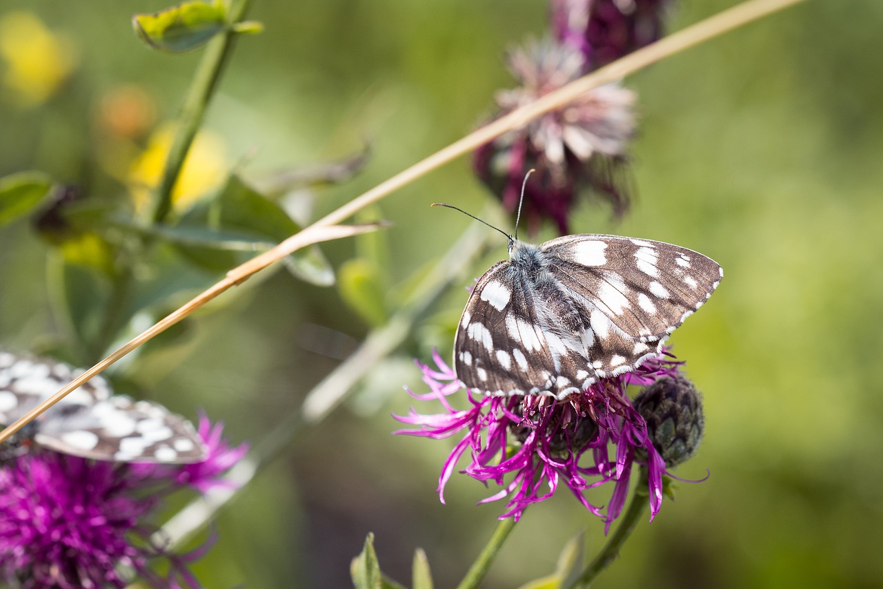 meadow flower meadow colorful free photo