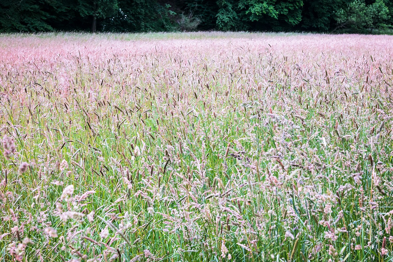 meadow grass grasses free photo