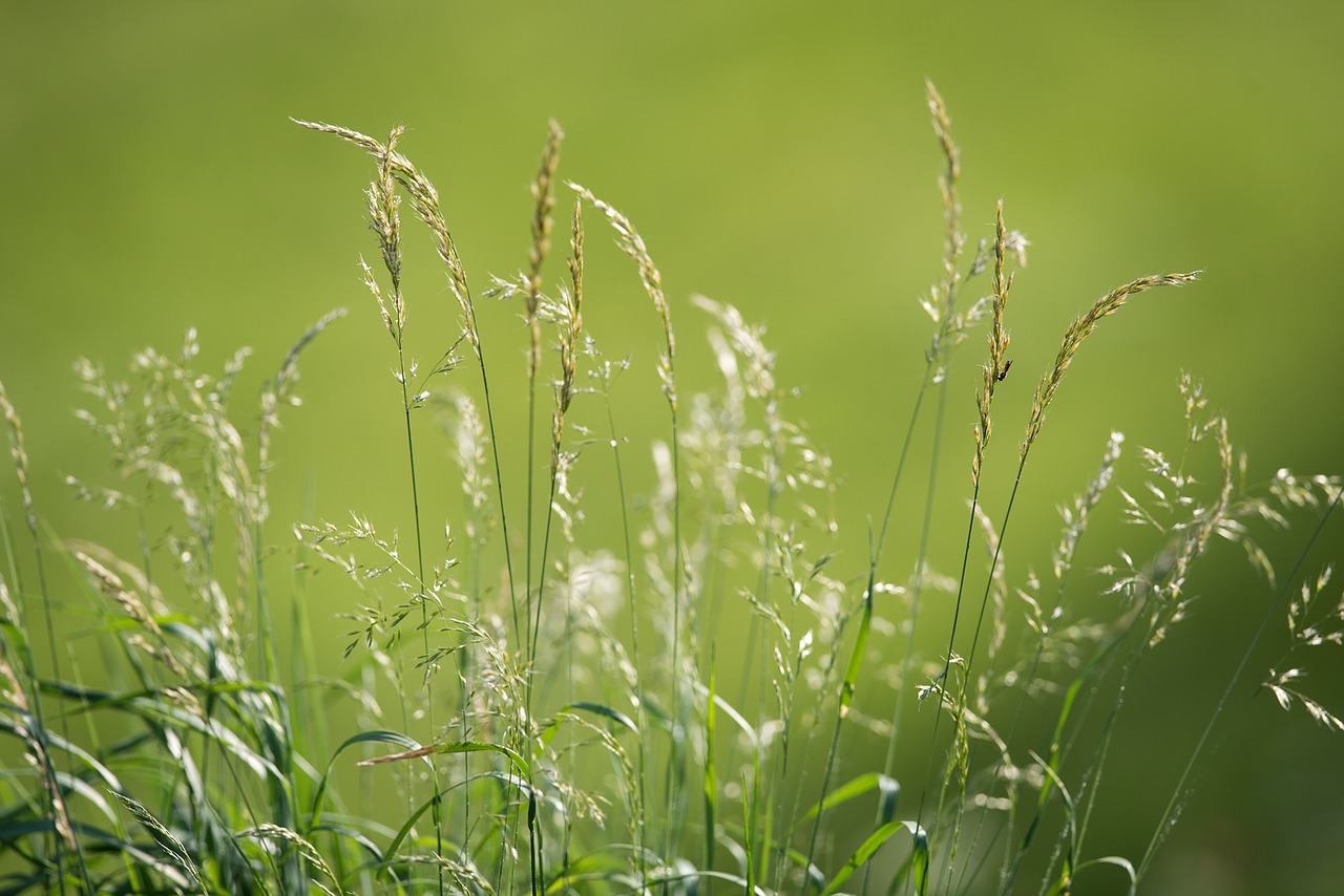 meadow grasses green free photo