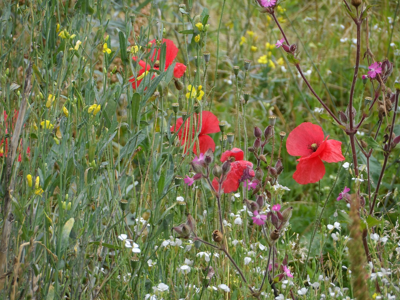 meadow summer meadow flowers free photo