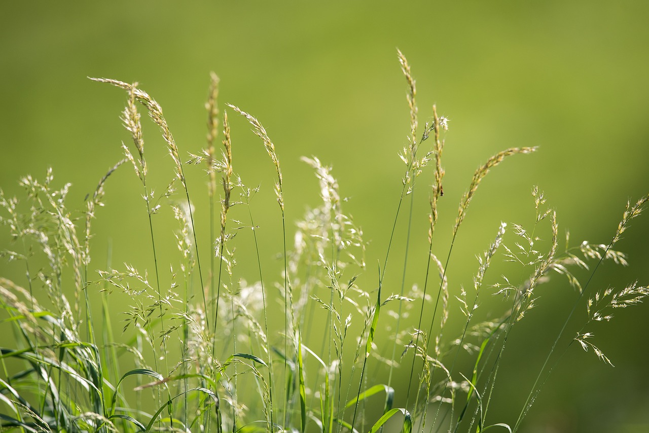 meadow grasses green free photo