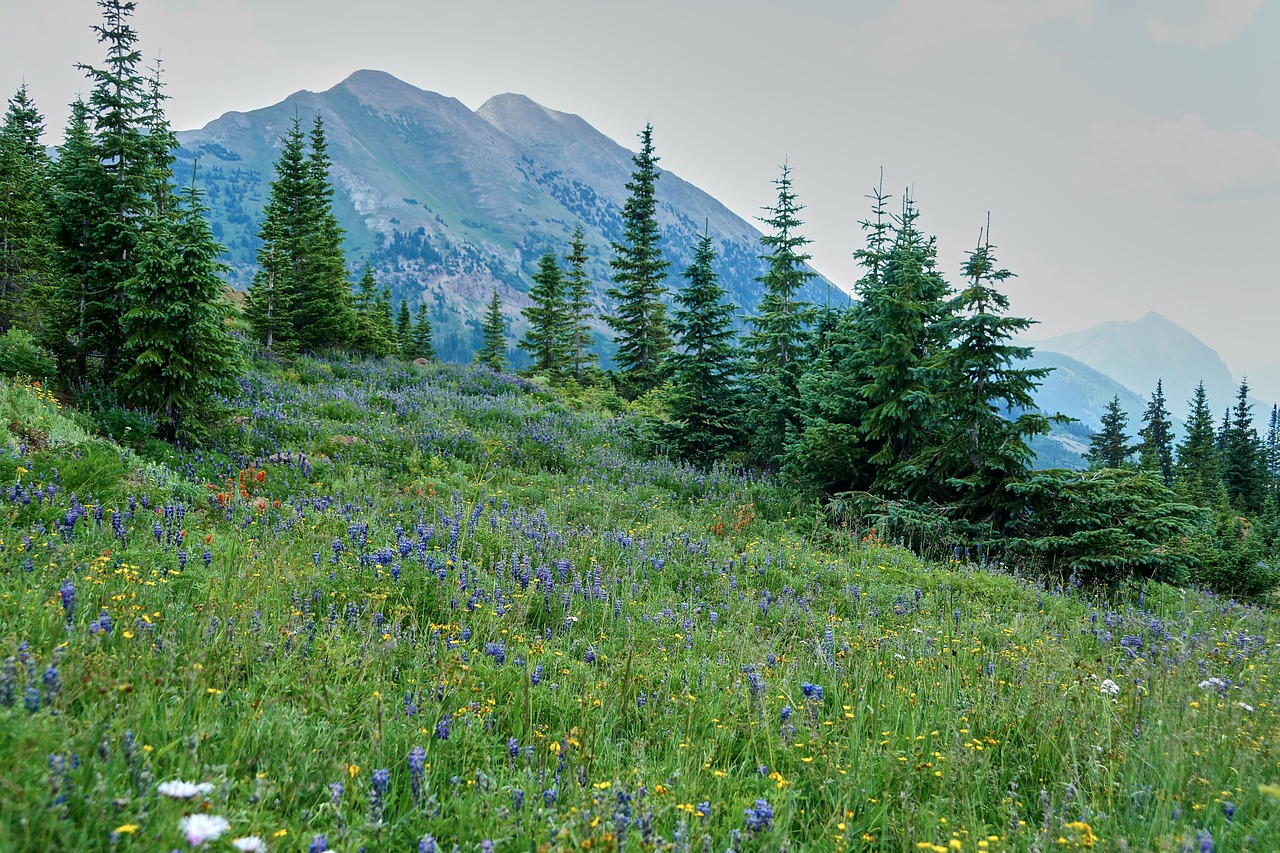 meadow mountain landscape free photo