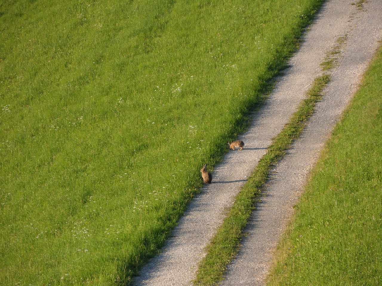 meadow hare wild live free photo
