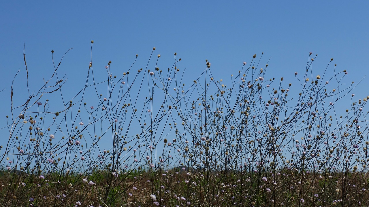 meadow silhouette flowers free photo