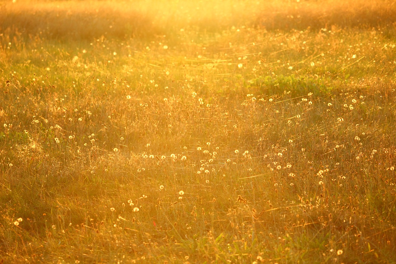 meadow sun spider webs free photo