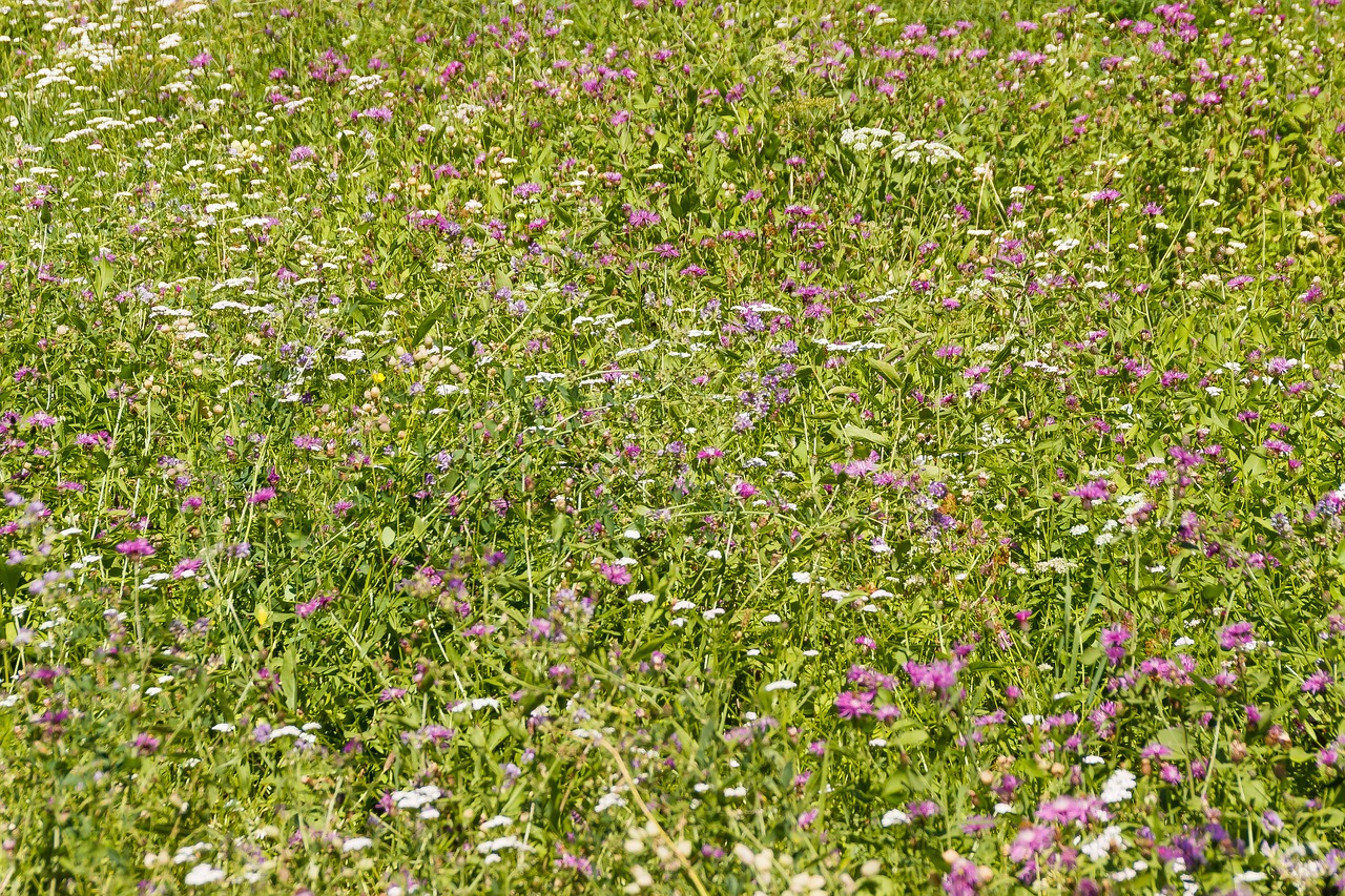 meadow flowers summer free photo