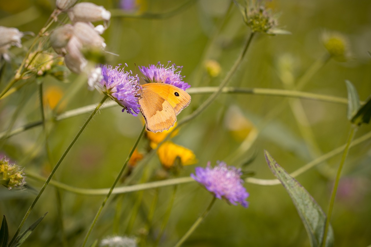 meadow summer meadow wild flowers free photo