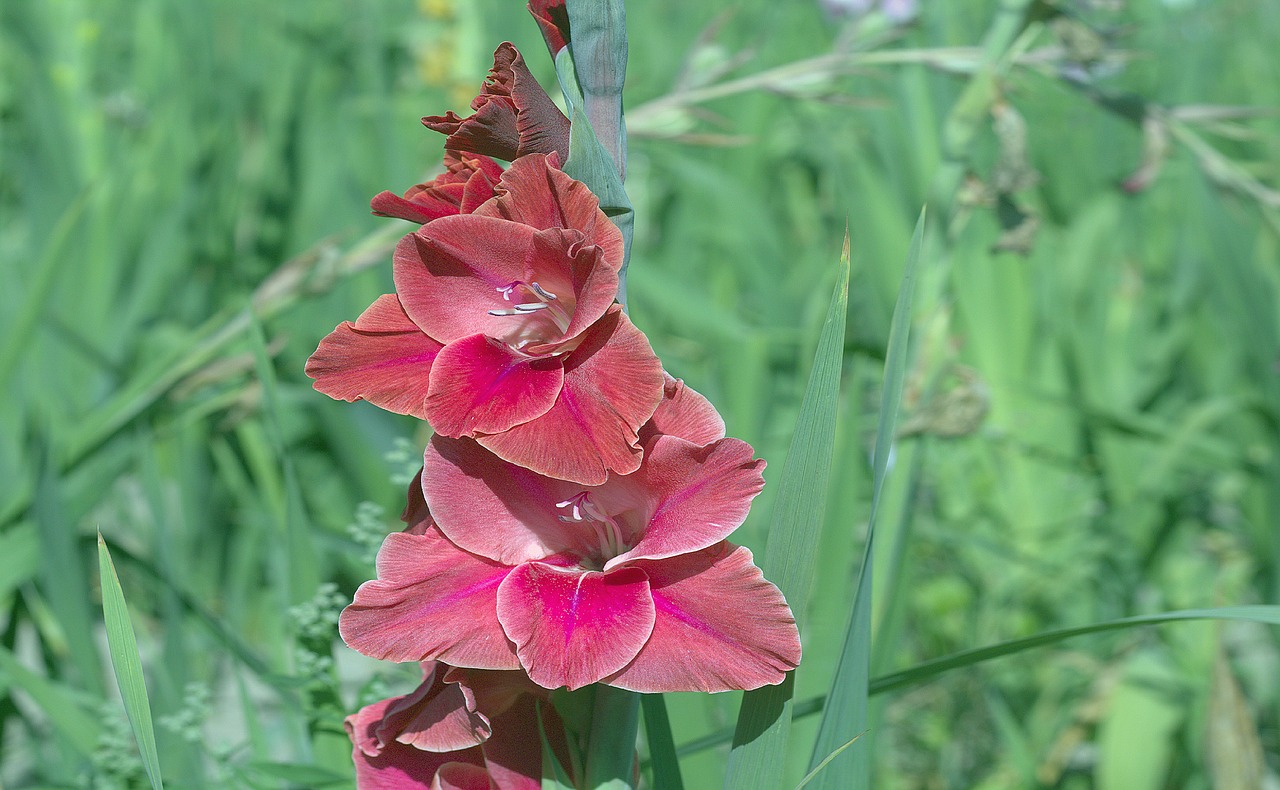 gladiolus iridaceae flower free photo