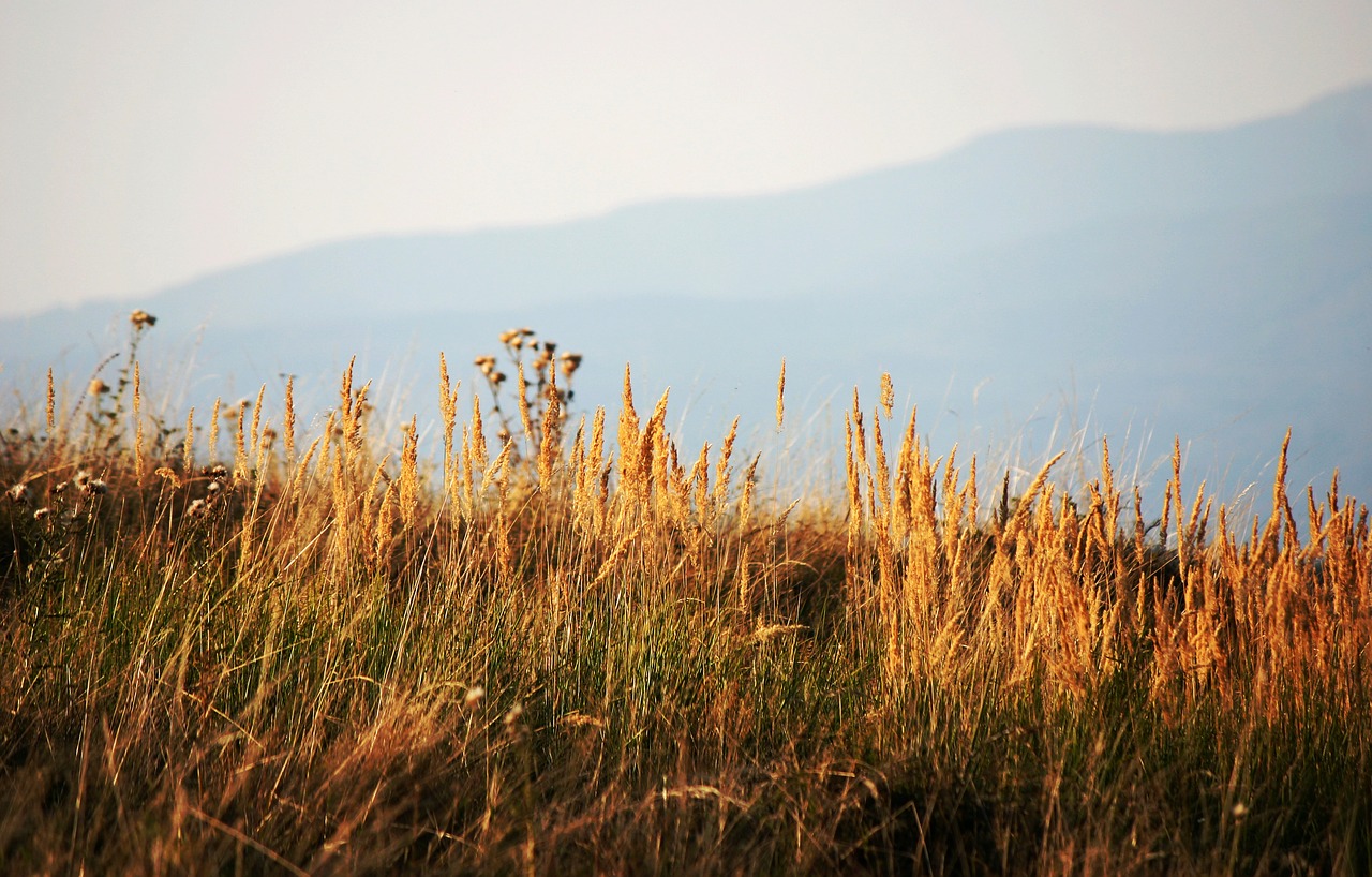 meadow dry grass autumn free photo