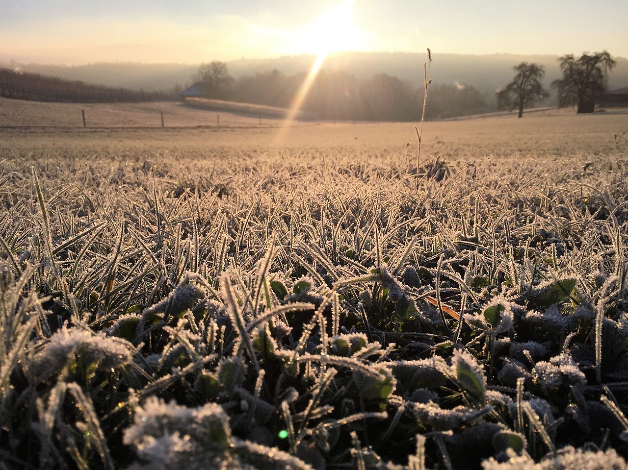 meadow frost hoarfrost free photo