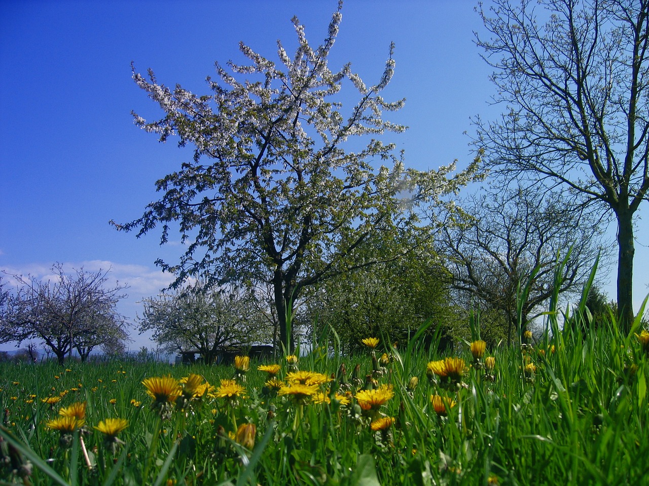 meadow dandelion tree free photo